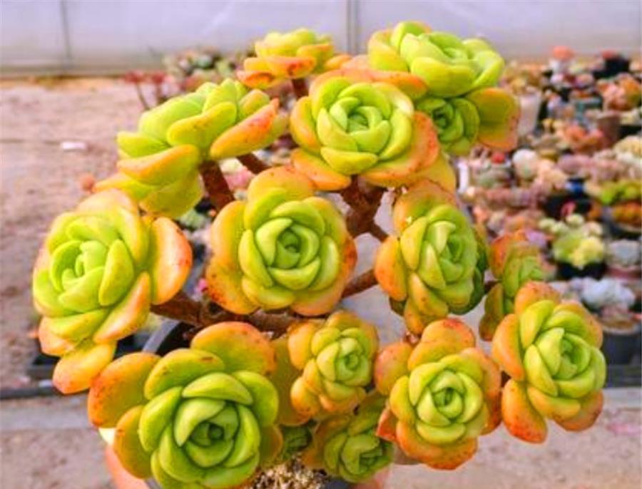 香香的百合茉莉都是这么养的，颜色美香气浓，人称多肉香水之王