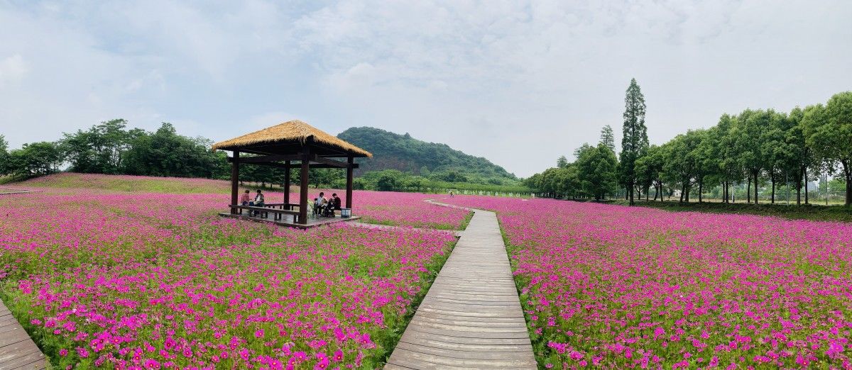 海盐|花海盛放！快来海盐这个景区打卡吧