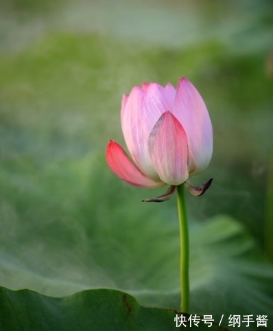 横财|12月初，喜鹊报喜，4属相桃花朵朵，爱情甜蜜，生活顺心如意