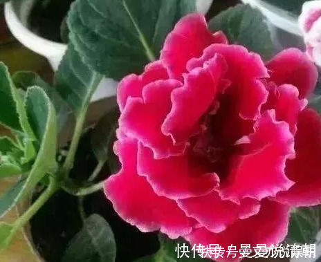 叶片|家里这几种花，哪怕干得“打蔫”，也不要往叶子喷水，否则只剩下花盆