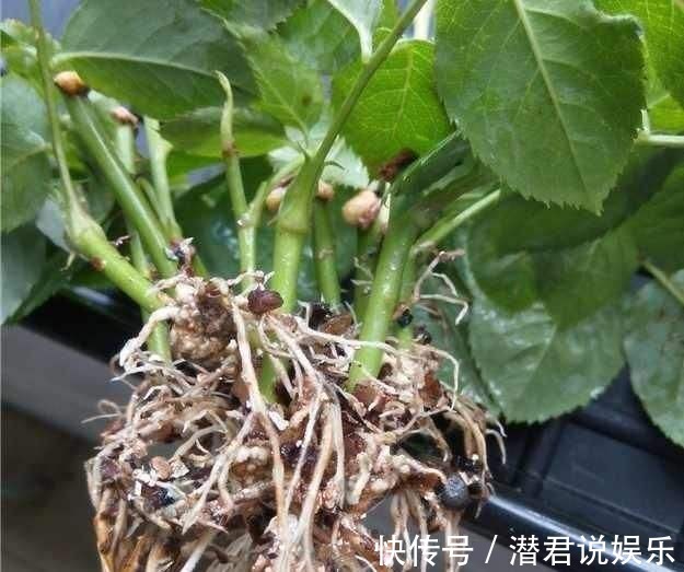 修剪|秋天换盆不修根不如不换，一把剪刀挥两下，长势疯狂压不住！