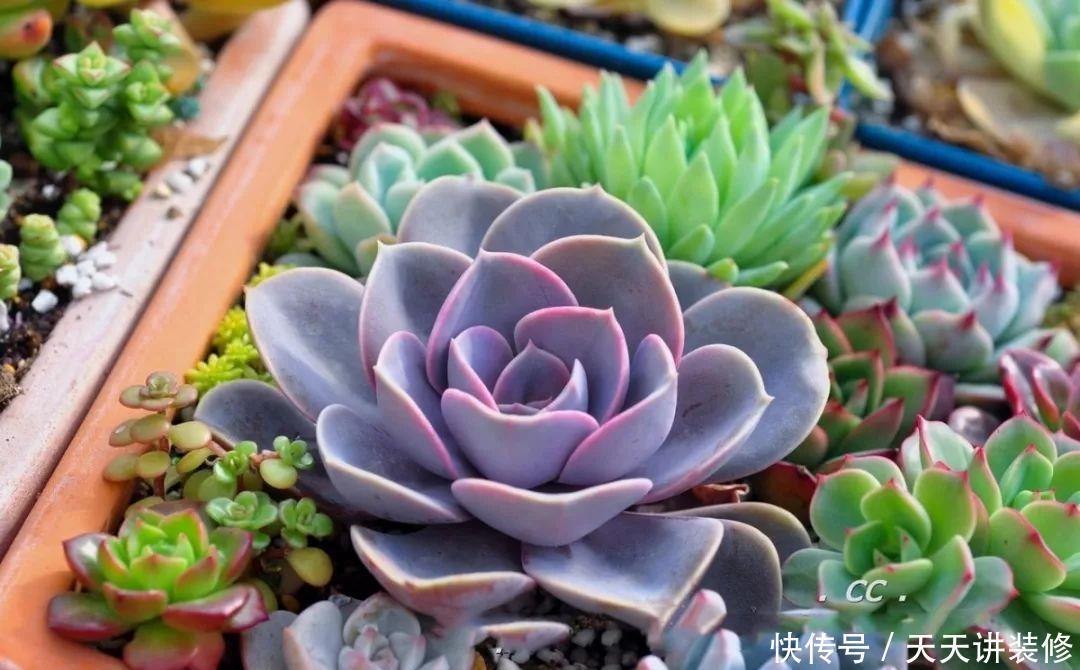 一个盆种了9种花,老妈非说养不好,差点被拔光