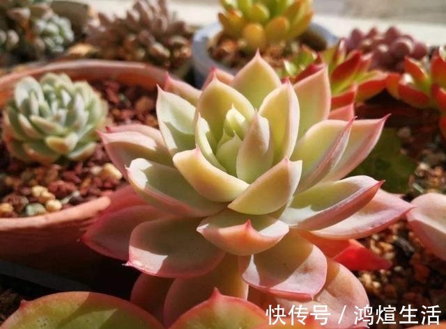 多肉|冬天里的多肉,做好“两件事”,安心过冬,不徒长状态更美
