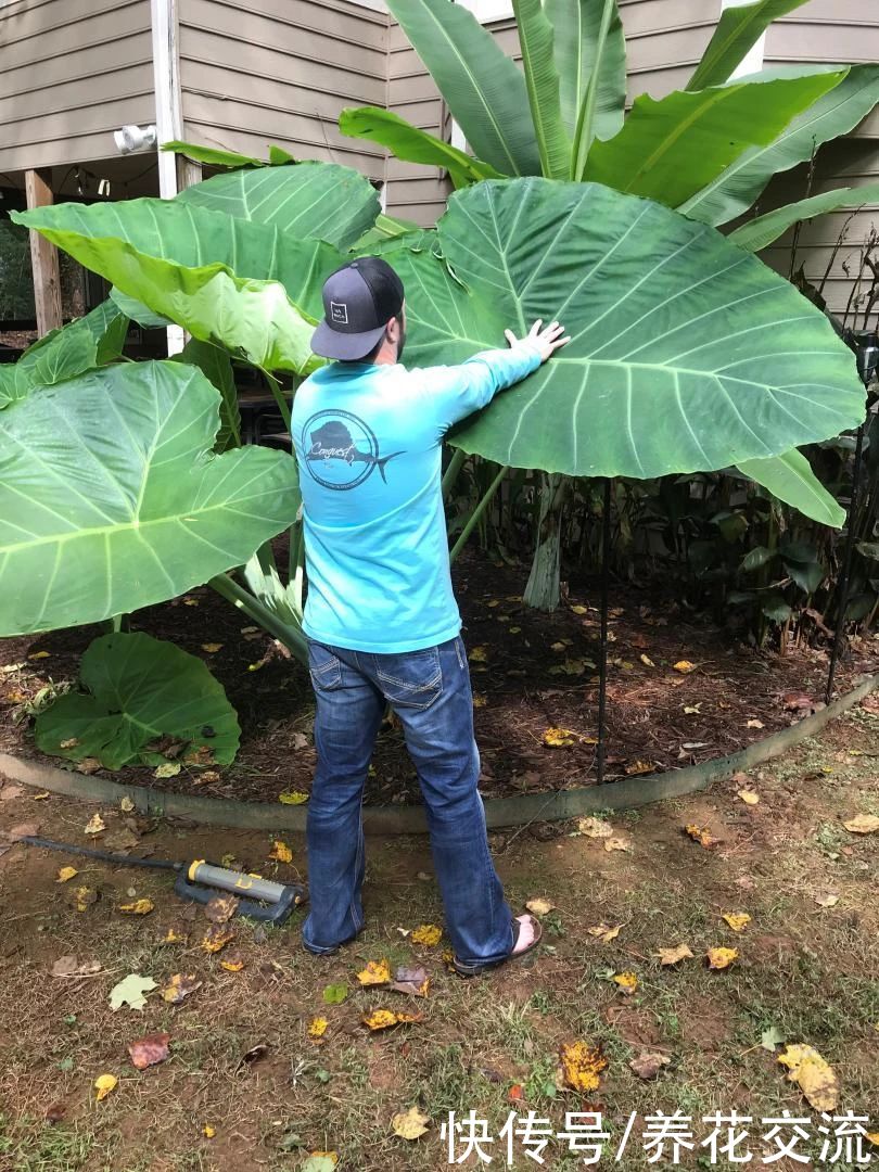 叶子|10多块一块象耳芋大块茎，快速养成室内大型观叶植物