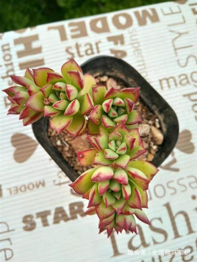 蛋壳掺土“喂”多肉植物，生的熟的用哪种