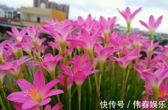 妖艳|泼辣的“胖美人”10块钱买“一堆”,狂风暴雨后,妖艳花满地