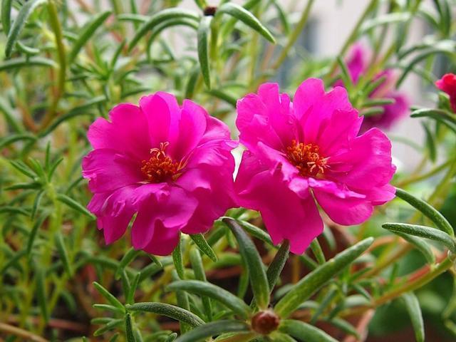 开花|太阳花根茎软倒伏不开花,抓紧时间“剃光头”,夏末还能开一茬