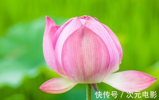 少数人|11月上旬，4属相吉星庇佑，财运亨通，桃花旺盛，生活富足美满