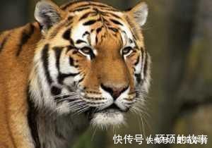 病猫&故宫一幅怪画,画中猛虎如病猫,放大一看,却是它吓蔫了老虎