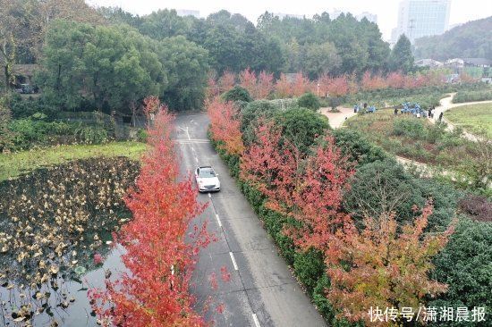 观赏|一起去看最好的枫景：岳麓山、农大等地的枫叶进入最佳观赏期