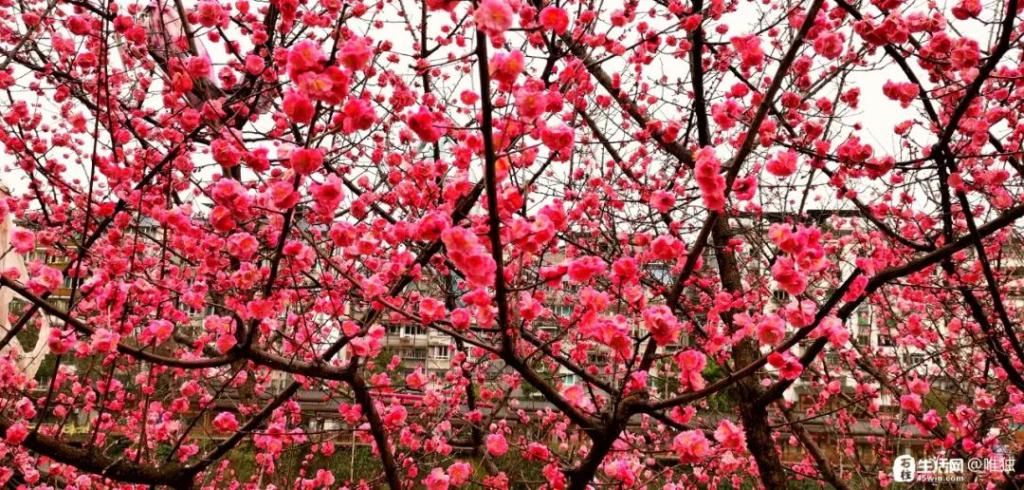 李花|石柱，花开啦！