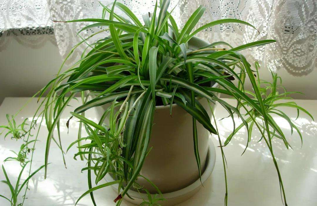 入秋后,吊兰怎么养只需“剪一刀”,新叶疯长,胜过每天施肥!