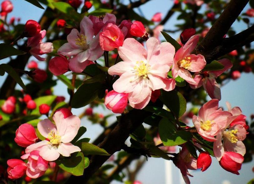 此花生命力顽强,是坚强的象征,是花中的神仙