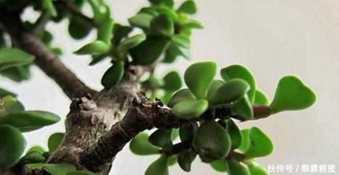 家中养这“2种”树,能快速木质化,制作老桩“盆景”时间短