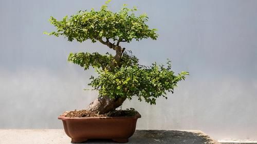 树桩的截干蓄枝期间，注意6个方面的工作，帮你培育出好桩景