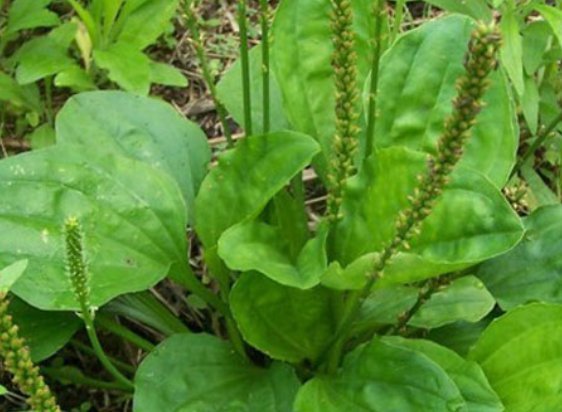 车前草泡水连喝一个月,身体收获喜人改变,早知早受益