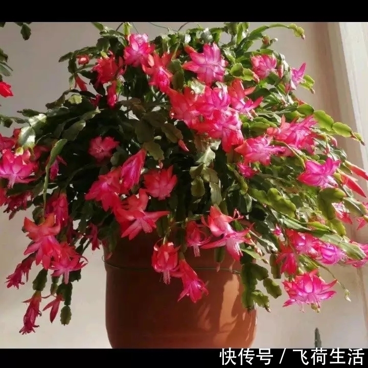 保湿|仙人掌嫁接蟹爪兰,做不到4点,徒劳无功,嫁接一盆坏一盆