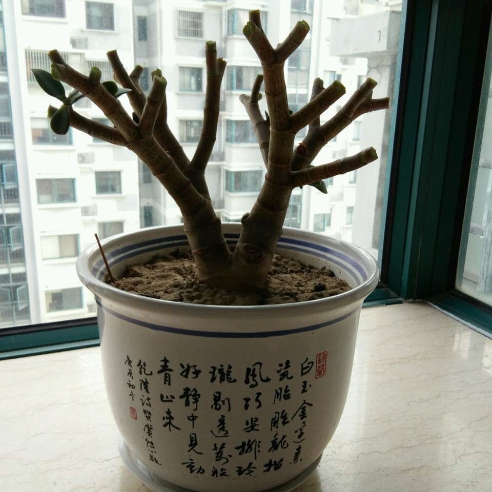 老桩|10月玉树“剪光头”,20天冒出“一堆”新芽,变成老桩超漂亮