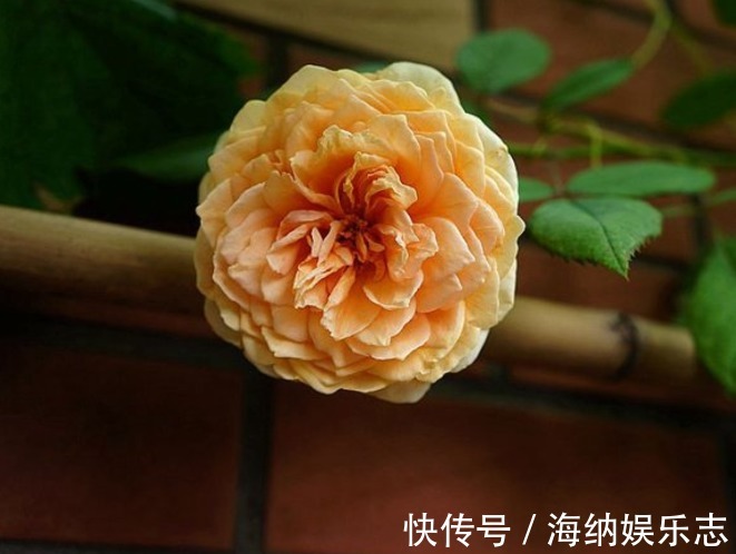 繁花似锦|喜欢菊花，不如养盆玛格丽特王妃，似花簇锦攒，繁花似锦