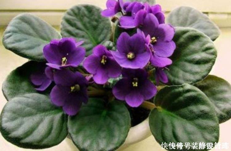 家里就养4种花,耐旱又耐晒,开花红红火火,旺财又旺运