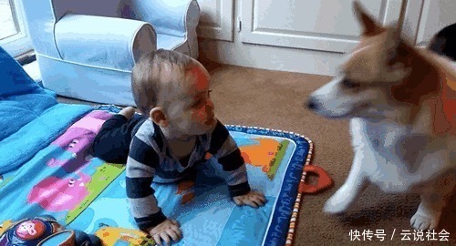 养狗 我只想养 柯基犬 这6大好处让我无法拒绝 天合乐学帮助家长发现孩子的更多可能