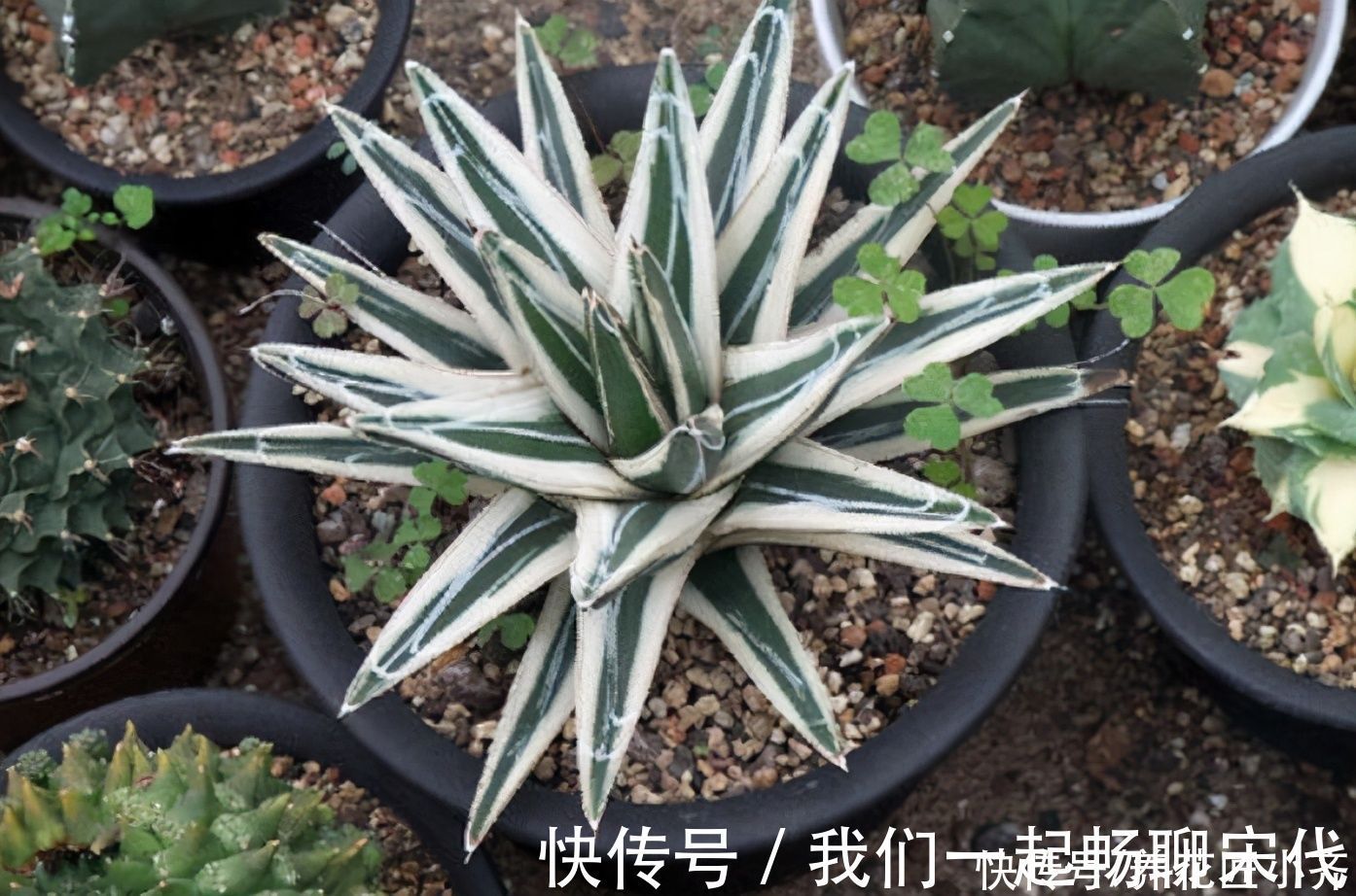 懒人花|俗话说:“勤人养鱼,懒人养花”,这6种花最适合懒人去养