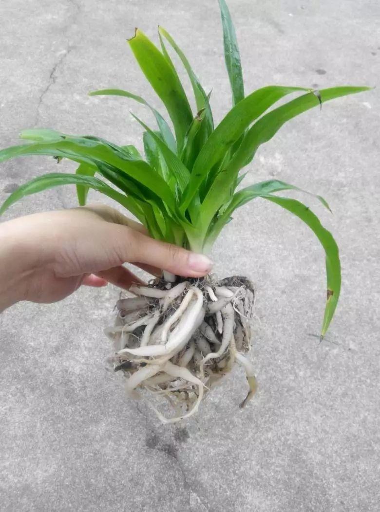 扦插|不用扦插,养花1盆变10盆,把根一掰,成活率翻倍!