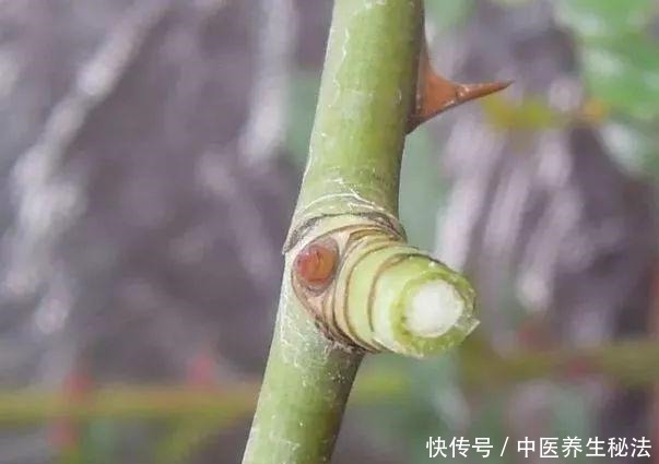 家庭月季花“剪枝”有窍门，定期修剪枝条，开花才会越开越多！