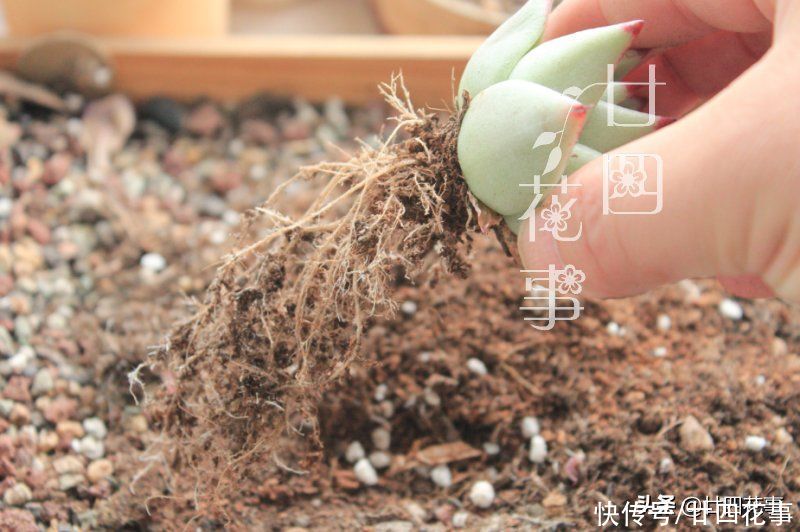 秋天|处暑过后，给多肉植物做件事，让它在秋天心无旁驽，专心变美