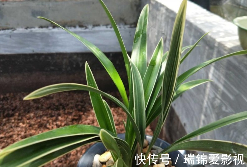 建兰“帝王妃”，花姿优雅，叶带金边，浓香型盆栽里的上上品