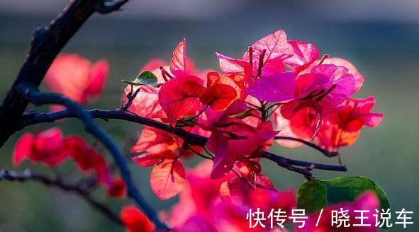 农历9月20日霜降后，养什么花？以下3种花，金玉满堂大吉大利
