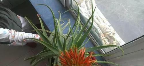 高溫|想要芦荟成老桩？知道这个妙招，叶片厚实肥美，几年就成树