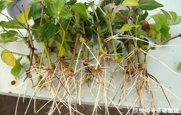 花卉生根快,别用什么生根剂,生根粉,用1粒小药片就搞定
