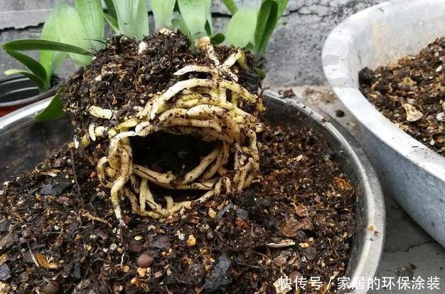 养君子兰,把这几样东西丢盆里,花朵、新芽不停冒,叶子油亮亮