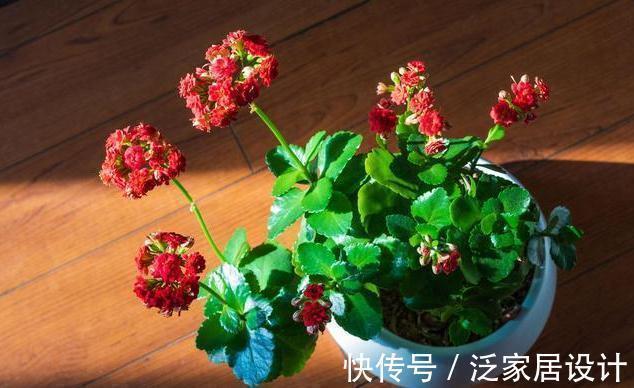 4种花,好看还利于身心健康,特别适合老人,家中没有,抓紧入手