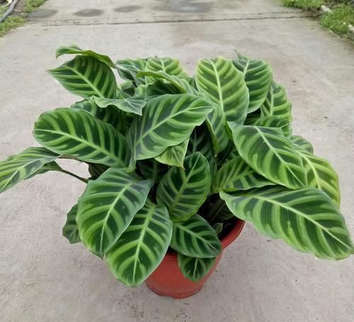 阳台再小，也要养3种花，叶子比花漂亮，是盆栽佳品