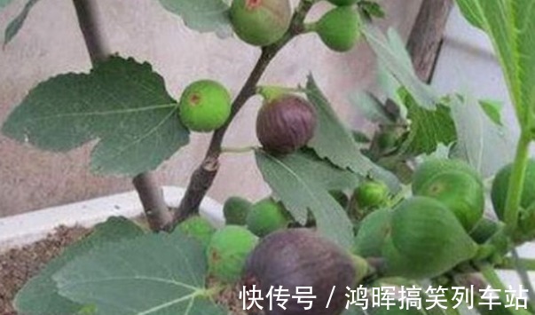 施肥|无花果通便润肠、美容抗老,农民重点掌握三点,收获高产无花果