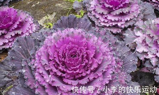 农历十月初六立冬后，养什么花？以下3种花，前程似锦财运亨通