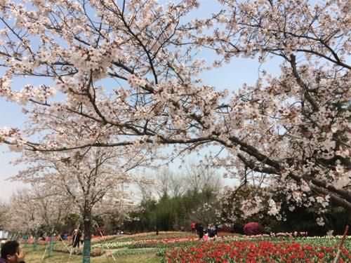 国内这4所大学，不仅是一流名校还是旅游景点，每年吸引大量游客