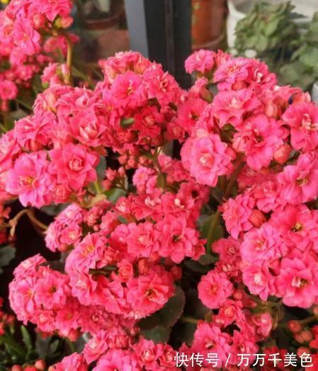 家里一个小东西，秋天用来养长寿花，叶片油亮花开鲜艳，美极了