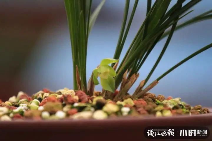 等了40年，杭州花圃里这一株花终于开了！兰花大师都开心坏了