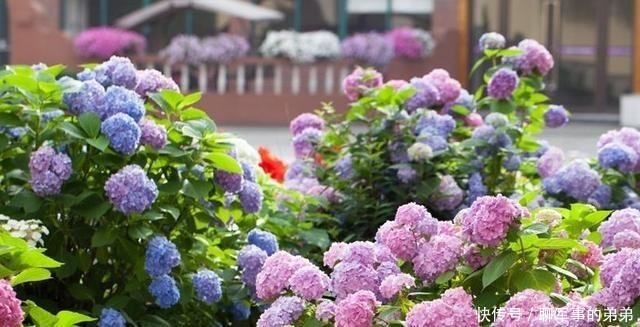 是因为|绣球花经常黄叶,养不好?那是因为养殖方法不对