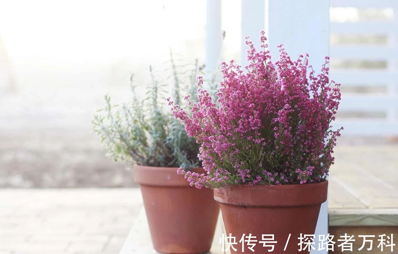 栽种|在寒冷的冬春时节灿烂开花的8种观赏花卉,可露养户外,打理简单