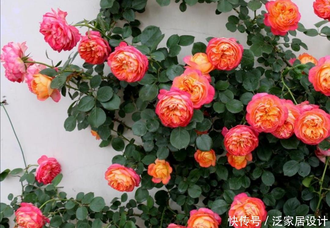 家有院子,就栽6种爬藤花卉,花期开成鲜花“瀑布”