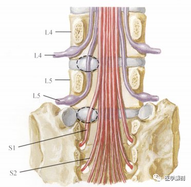 脊髓与脊神经|奈特解剖图谱 | 解剖图谱