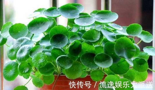 养不好铜钱草，小花匠教你几个“窍门”，叶片巴掌大，满盆爆铜钱