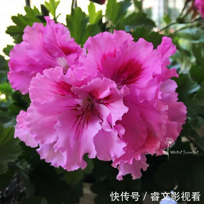 阳台种了30多种天竺葵,美不胜收,客人来了都舍不得走