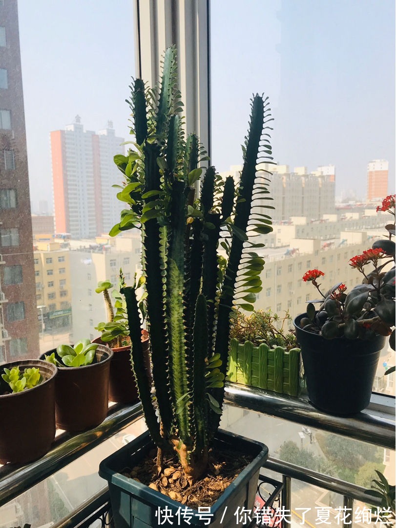 能活几十年的花,家里养一盆,还能养成传家宝