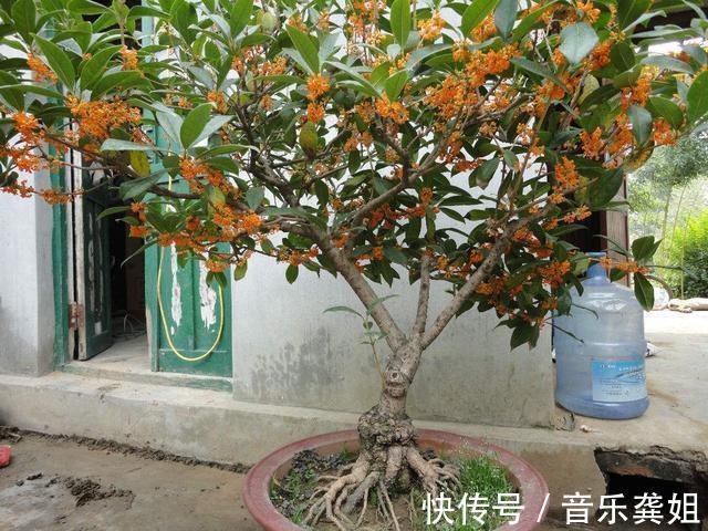 桂花|“便宜”的2种花,养在阳台上,越来越“值钱”,寓意好,太值!