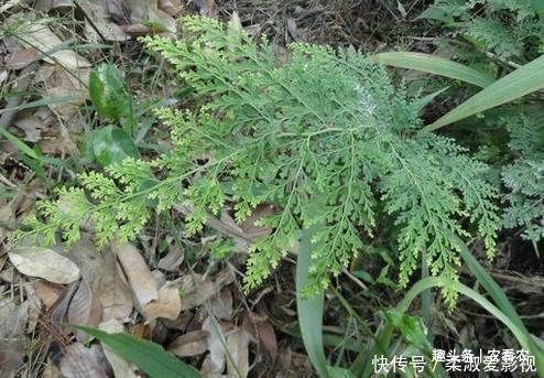 清熱解毒|老人眼中的“萬能解毒草”，外表不出眾，常被當柴燒，值得珍惜